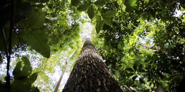em-nova-doacao,-noruega-repassa-mais-de-r$-270-mi-ao-fundo-amazonia