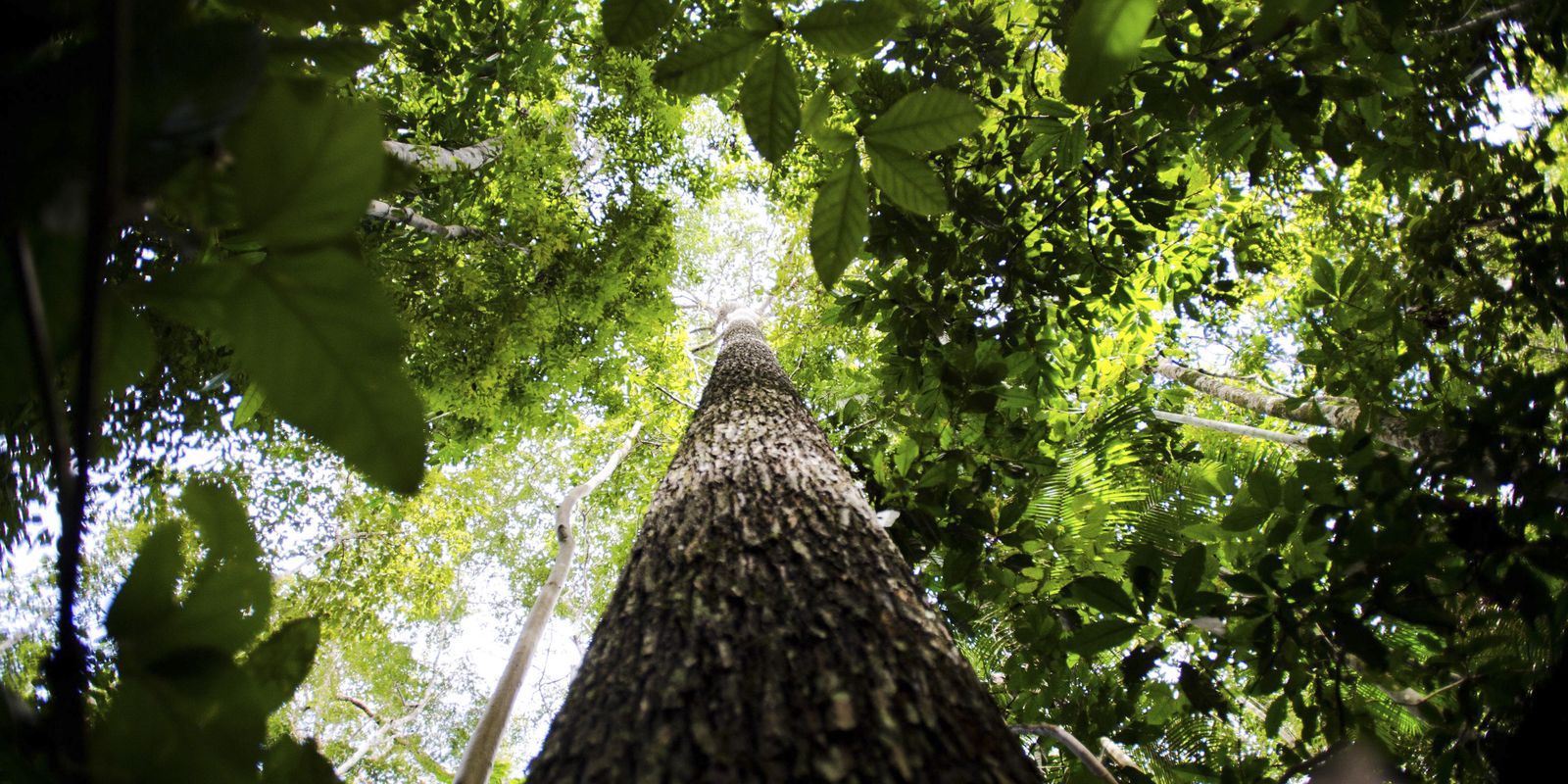 em-nova-doacao,-noruega-repassa-mais-de-r$-270-mi-ao-fundo-amazonia