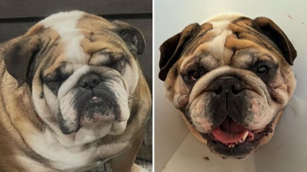 cirurgia-plastica-em-caes-e-gatos-vai-alem-da-estetica;-veja-quando-e-indicada