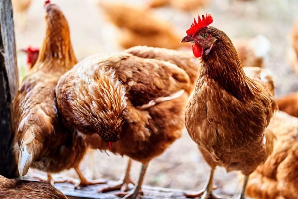 doenca-de-newcastle:-governo-descarta-tres-casos-potenciais-em-aves-no-rs