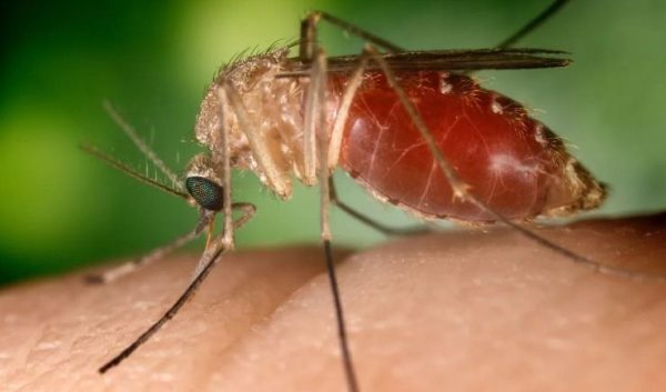 febre-oropouche-tem-risco-aumentado-para-gestantes,-alerta-especialista-a-cnn
