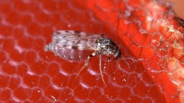 febre-oropouche:-o-que-ainda-falta-saber-sobre-a-doenca?