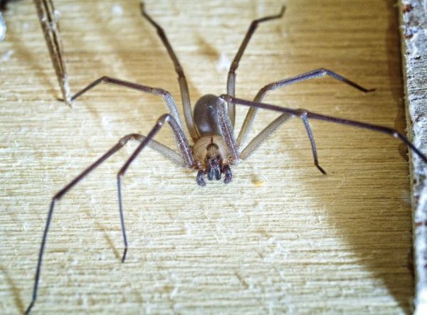 jovem-de-23-anos-morre-apos-picada-de-aranha-violinista;-veja-riscos