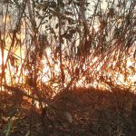 policia-do-rio-realiza-operacoes-contra-suspeitos-de-causar-incendios
