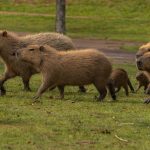 casos-de-raiva-em-capivaras-no-litoral-paulista-sao-alerta-para-monitorar-virus