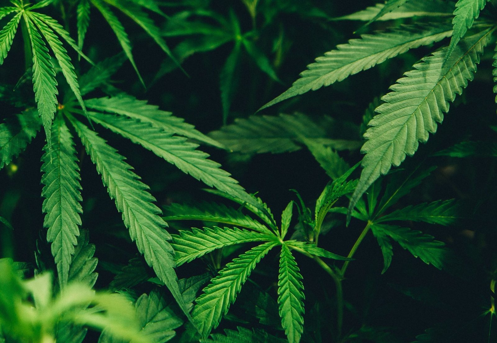 cannabis-pode-melhorar-o-sono-de-algumas-pessoas,-mas-nao-todas;-entenda