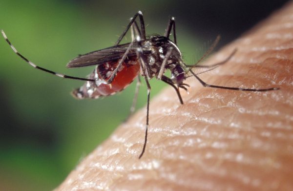dengue:-“2025-sera-um-ano-dificil-no-brasil”,-diz-diretor-do-butantan-a-cnn