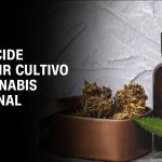 governo-de-sp-veta-projeto-que-inclui-cannabis-medicinal-no-remedio-popular