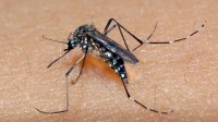 por-que-ha-alta-de-dengue-todos-os-anos?-entenda-os-fatores