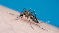 armadilha-ajuda-a-monitorar-e-controlar-a-circulacao-do-mosquito-da-dengue