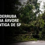 mercado-de-carbono-engatinha,-mas-engaja-especialistas-em-investimentos