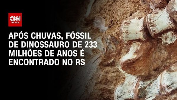 mpf-recupera-fosseis-de-100-milhoes-de-anos-que-estavam-no-reino-unido