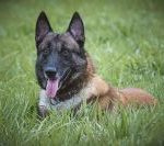 waack:-trump-e-lula-nao-gostam-de-banco-central