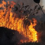 ibama-multa-242-pessoas-por-incendios-criminosos-em-2024