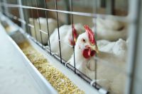 gripe-aviaria:-risco-para-humanos-e-baixo,-diz-infectologista