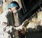 gripe-aviaria-nao-e-transmitida-pelo-consumo-de-frango,-diz-infectologista