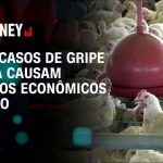 veja-onde-estao-localizados-os-4-casos-com-suspeita-de-gripe-aviaria