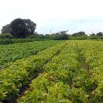 camara-aprova-politica-que-estimula-permanencia-de-jovens-no-campo