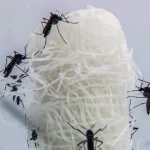 capital-paulista-tem-queda-de-90,5%-nos-casos-confirmados-de-dengue