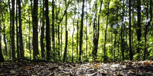 producao-florestal-do-pais-cresce-16,7%-e-chega-a-r$-44,3-bi-em-2024