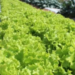 embrapa-inaugura-unidade-mista-de-pesquisa-e-inovacao-em-mato-grosso