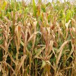 praga-do-milho-provoca-prejuizo-de-r$-33,6-bilhoes-por-ano