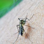 oms:-dengue-e-indicador-da-relacao-mudancas-climaticas-e-arboviroses