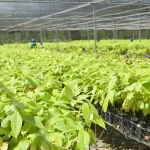 bioeconomia-em-areas-degradadas-cria-producao-sustentavel-no-para