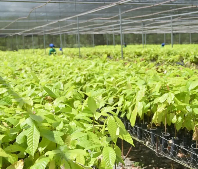 bioeconomia-em-areas-degradadas-cria-producao-sustentavel-no-para