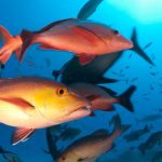 lista-de-peixes-e-invertebrados-ameacados-de-extincao-e-atualizada