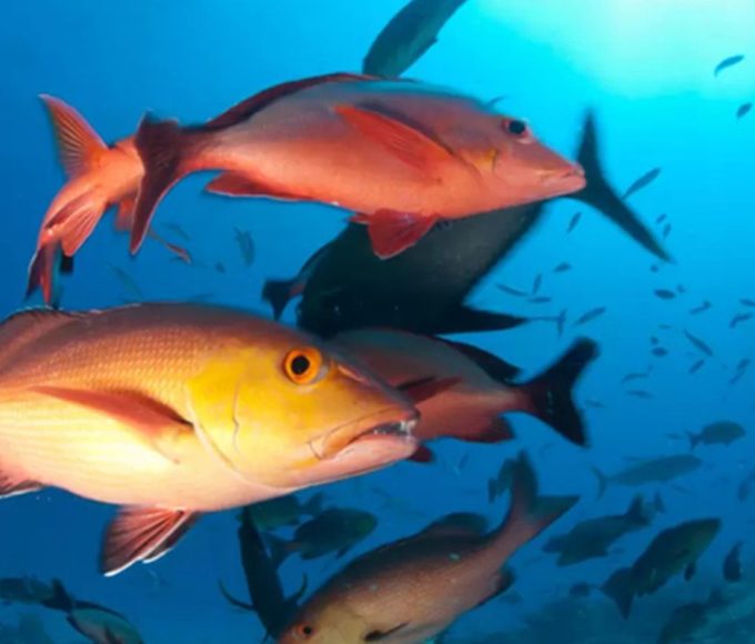 lista-de-peixes-e-invertebrados-ameacados-de-extincao-e-atualizada