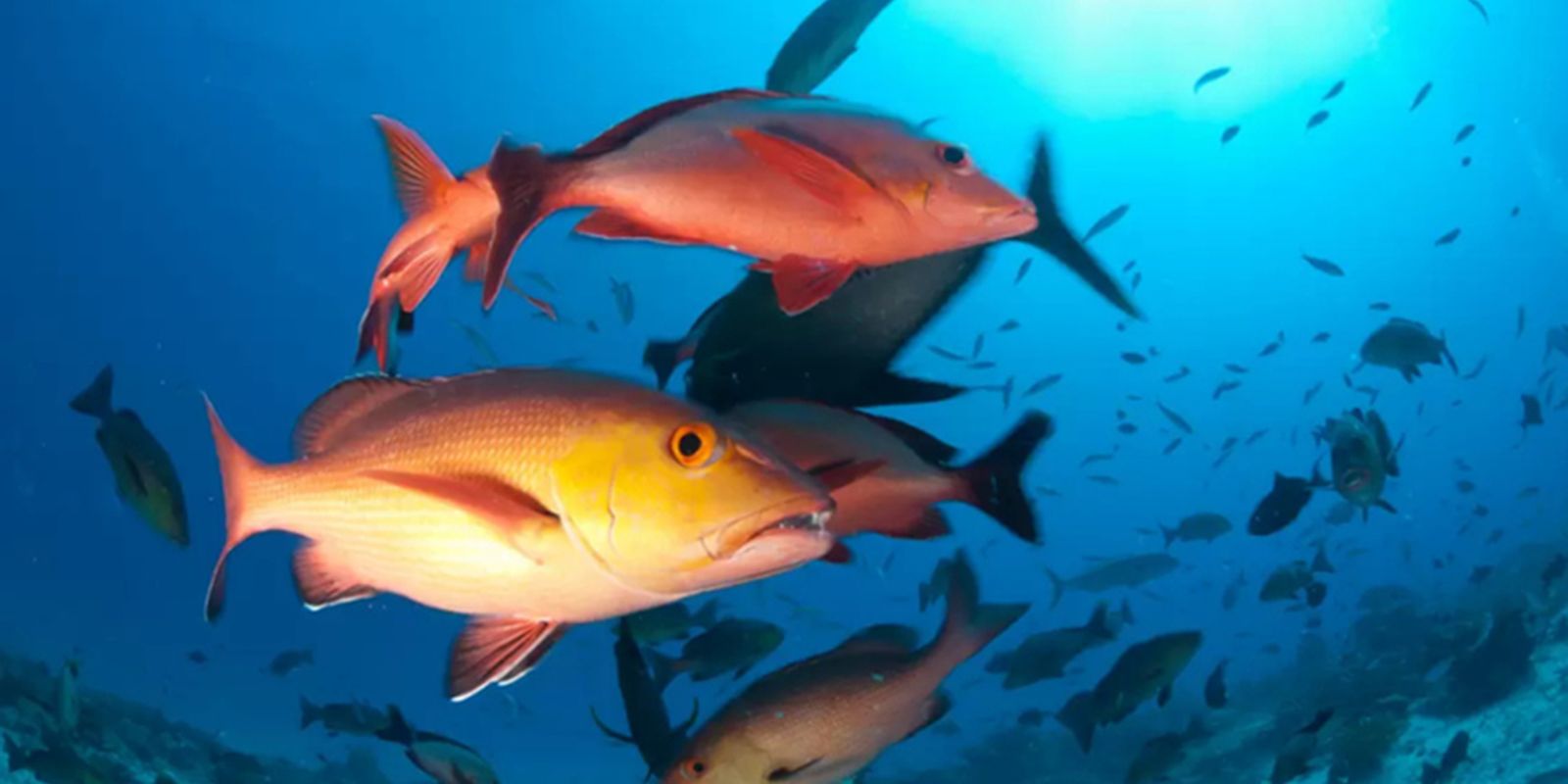 lista-de-peixes-e-invertebrados-ameacados-de-extincao-e-atualizada